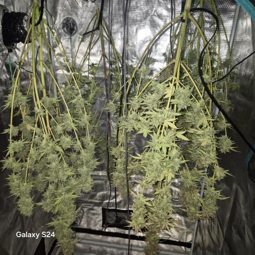 Mephisto : Bear Knuckles. Week 11