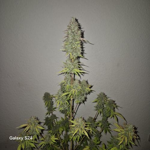 Mephisto : Bear Knuckles. Week 11