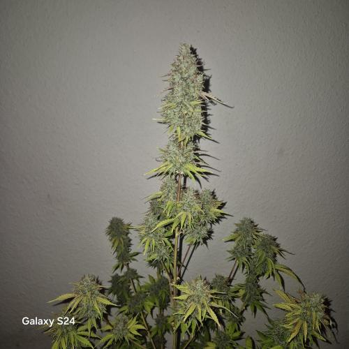 Mephisto : Bear Knuckles. Week 11