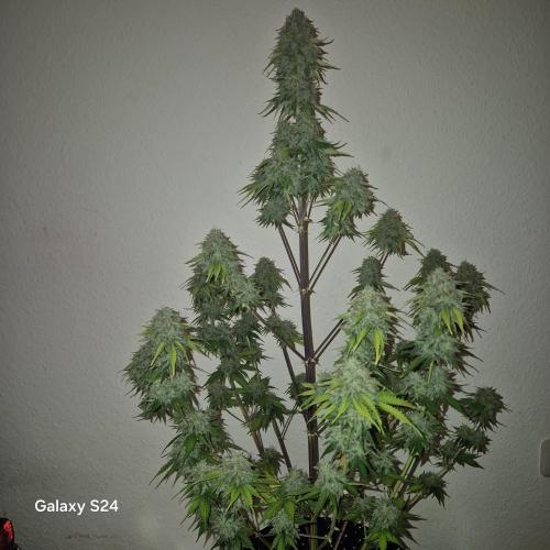 Mephisto : Bear Knuckles. Week 11