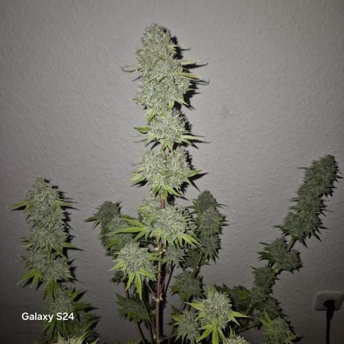 Mephisto : Bear Knuckles. Week 11