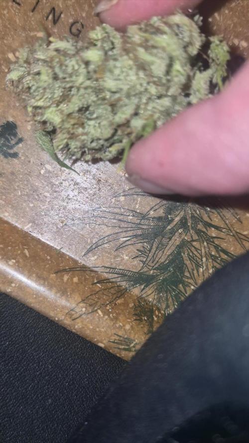 Mephisto : Bear Knuckles