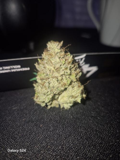 Mephisto : Bear Knuckles. Week 11