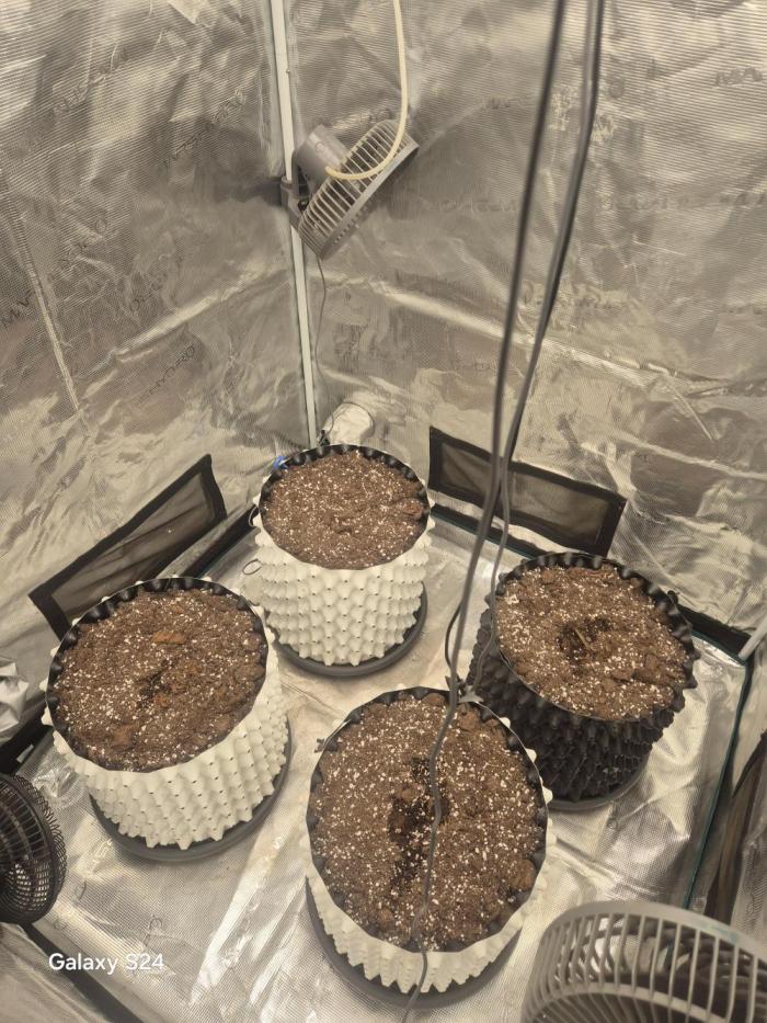 Fast4buds - Mephisto. Week 0