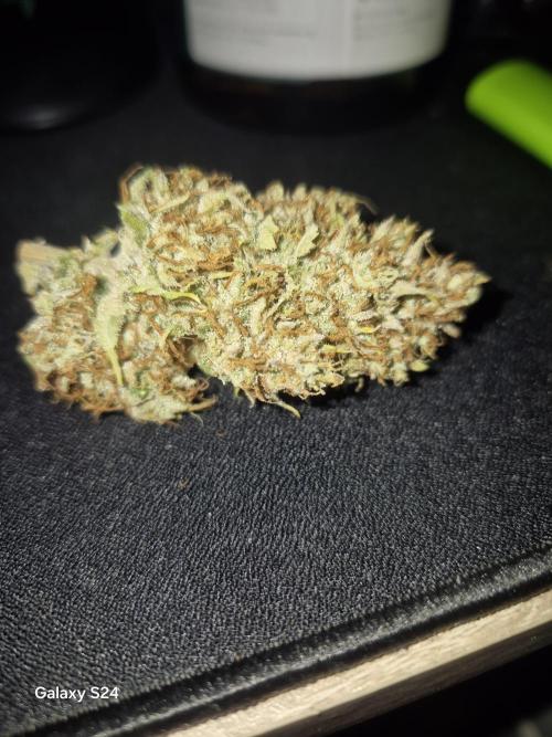 Mephisto : Bear Knuckles. Week 11 - Really rock hard nugs 