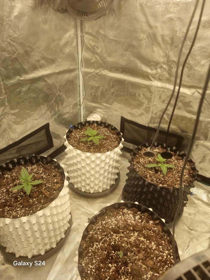 Fast4buds - Mephisto. Week 1 - Germination was 75% sucessfull i had 1 mephisto seed that didnt pop