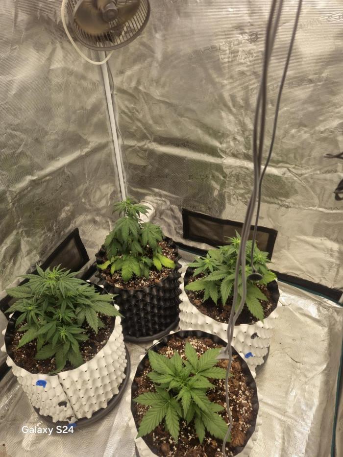 Fast4buds - Mephisto. Week 3