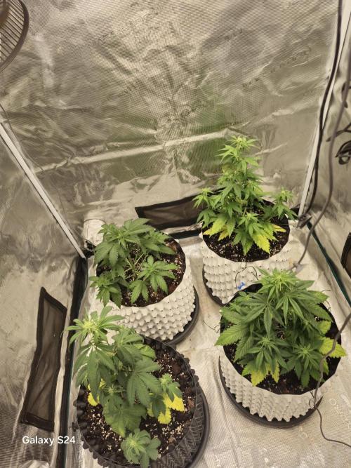 Fast4buds - Mephisto. Week 4
