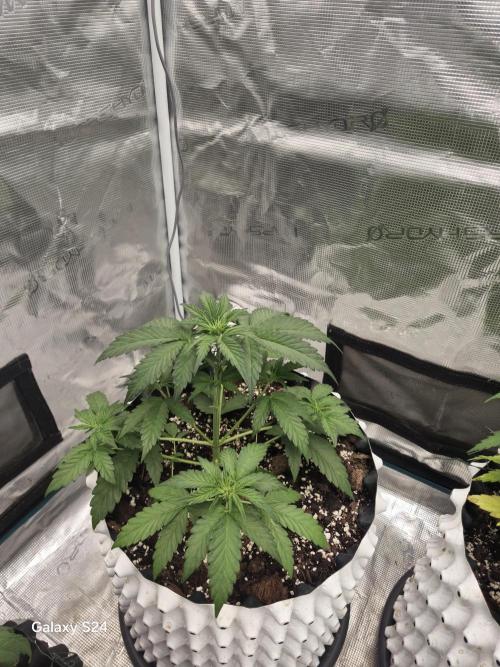 Fast4buds - Mephisto. Week 4