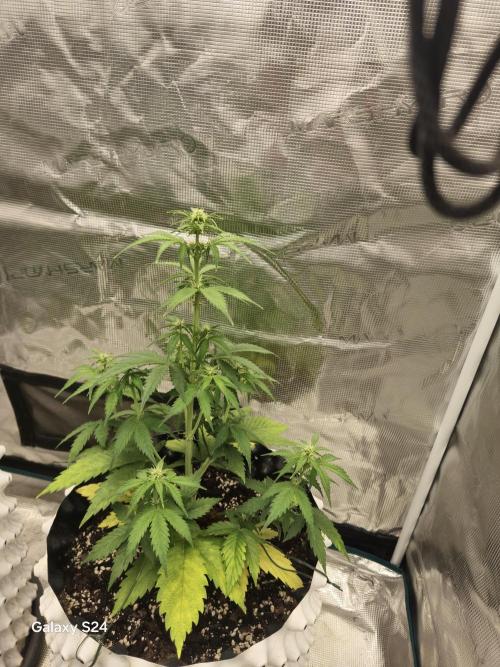 Fast4buds - Mephisto. Week 4