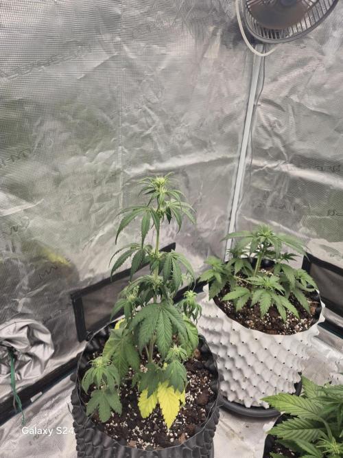 Fast4buds - Mephisto. Week 4 - This strain is Mango Smile from memphisto 