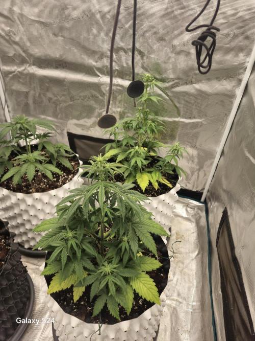 Fast4buds - Mephisto. Week 4