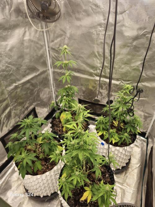 Fast4buds - Mephisto. Week 5 - Not the healthlyest but nothing scary also 😂