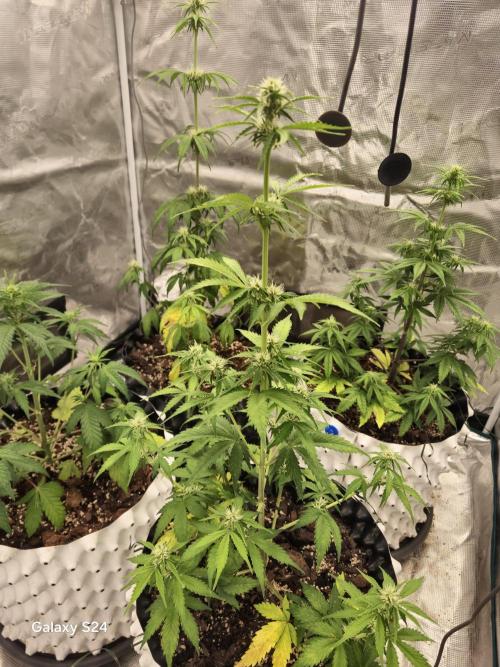 Fast4buds - Mephisto. Week 5
