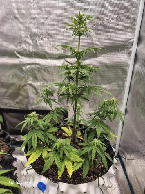 Fast4buds - Mephisto. Week 5