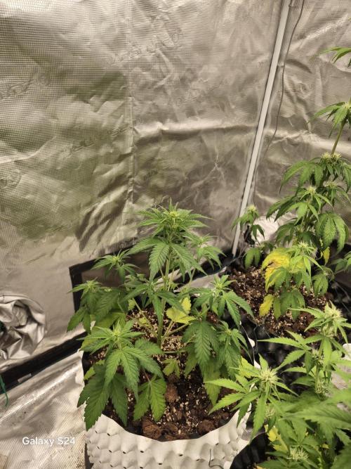 Fast4buds - Mephisto. Week 5