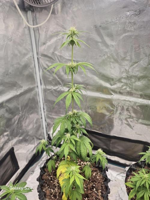Fast4buds - Mephisto. Week 5