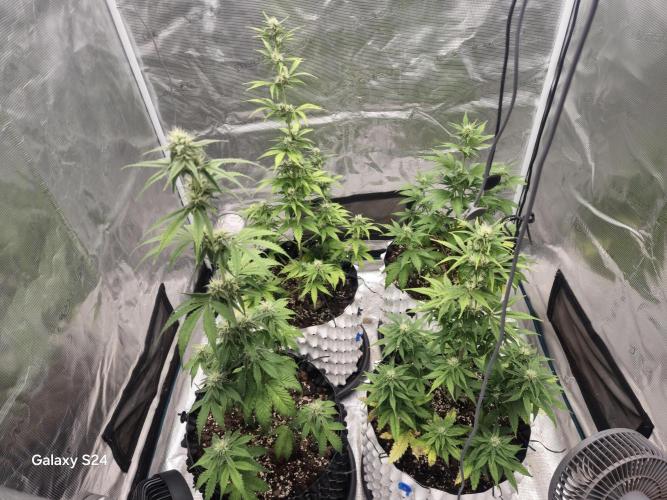 Fast4buds - Mephisto. Week 6