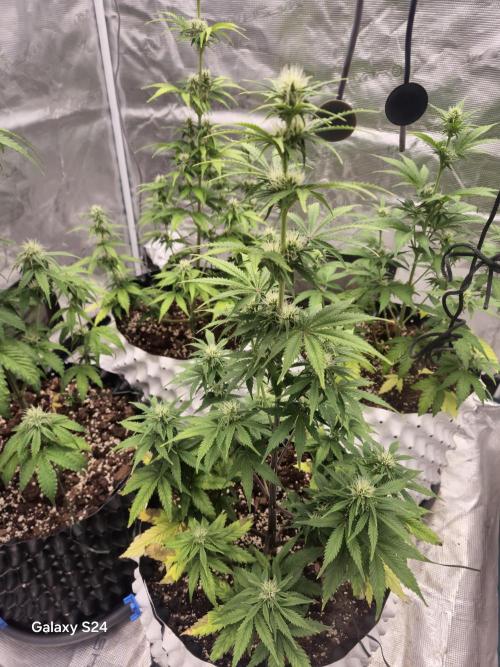 Fast4buds - Mephisto. Week 6