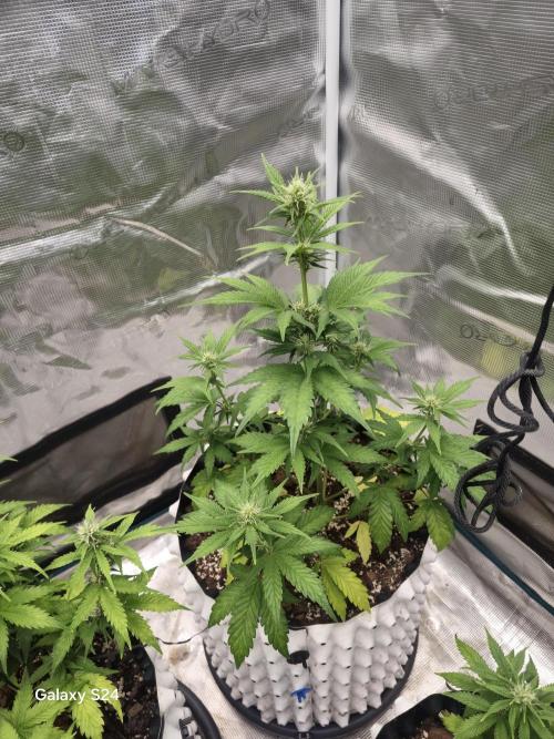 Fast4buds - Mephisto. Week 6