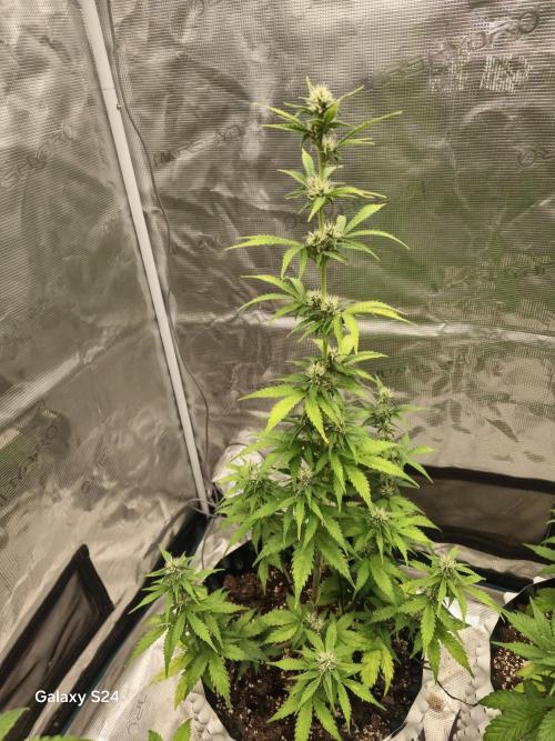 Fast4buds - Mephisto. Week 6