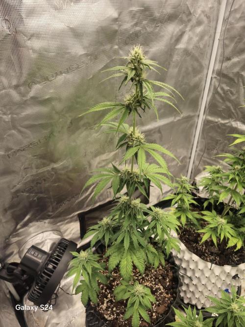 Fast4buds - Mephisto. Week 6
