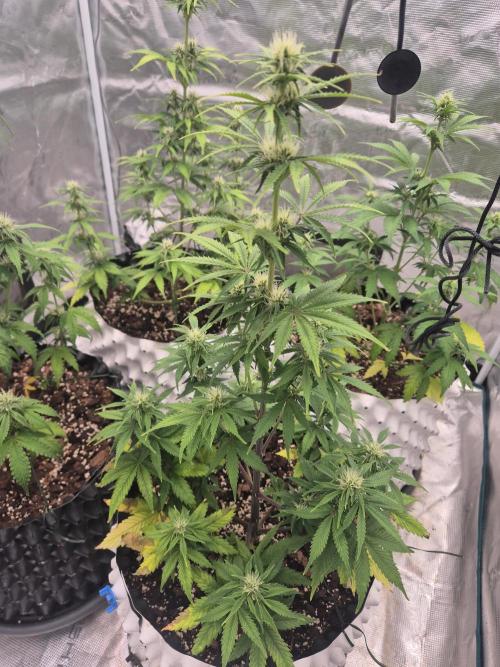 Fast4buds - Mephisto. Week 6