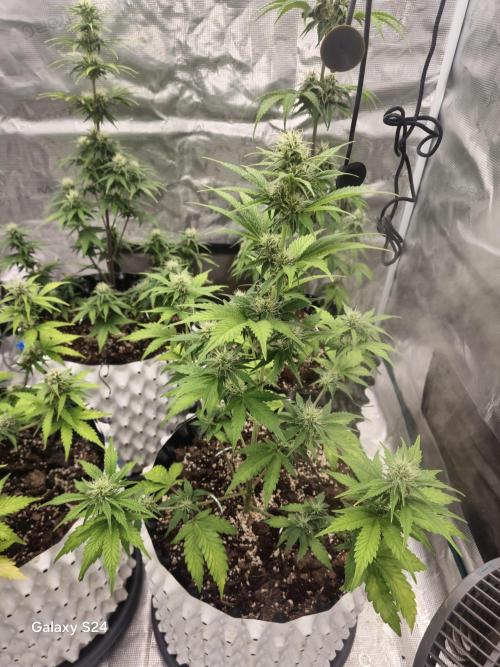 Fast4buds - Mephisto. Week 7