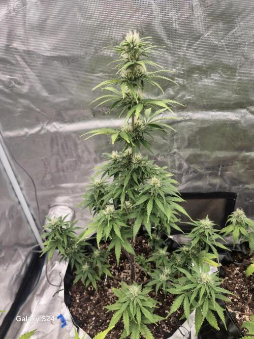 Fast4buds - Mephisto. Week 7