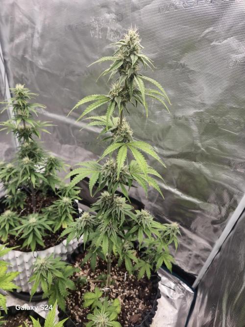 Fast4buds - Mephisto. Week 7