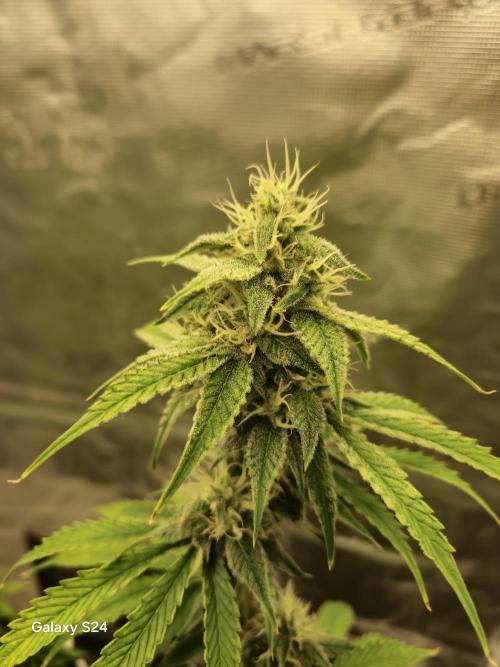 Fast4buds - Mephisto. Week 7