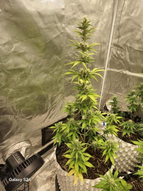 Fast4buds - Mephisto. Week 7