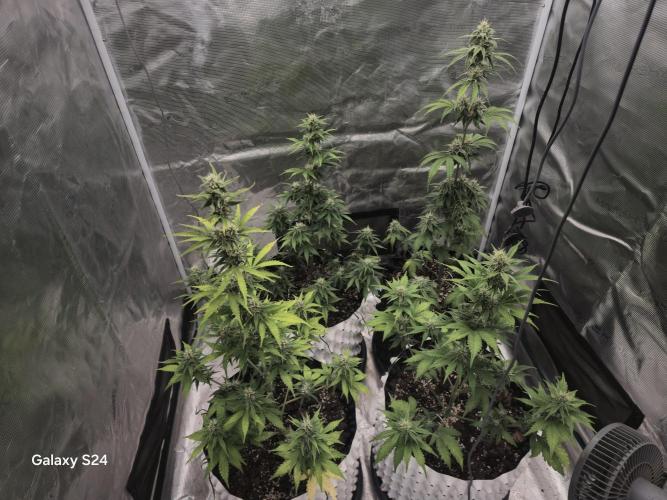 Fast4buds - Mephisto. Week 7