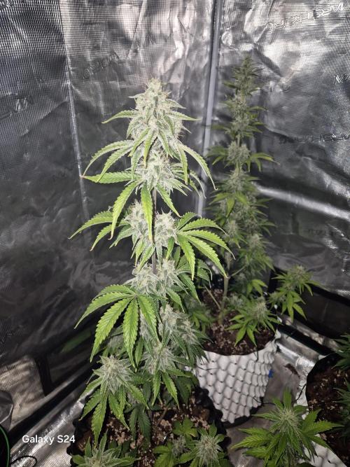 Fast4buds - Mephisto. Week 8 - Mango Smile