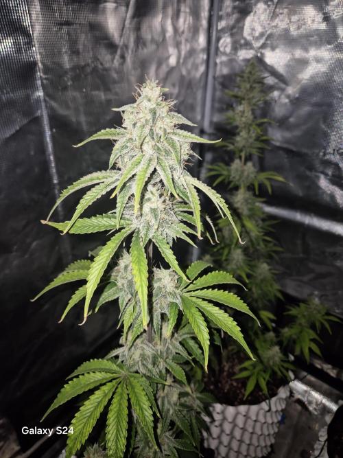 Fast4buds - Mephisto. Week 8 - Mango Smile -mephisto