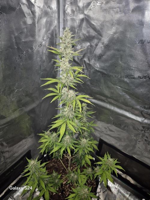 Fast4buds - Mephisto. Week 8 - Sour Jelousy - fast4buds