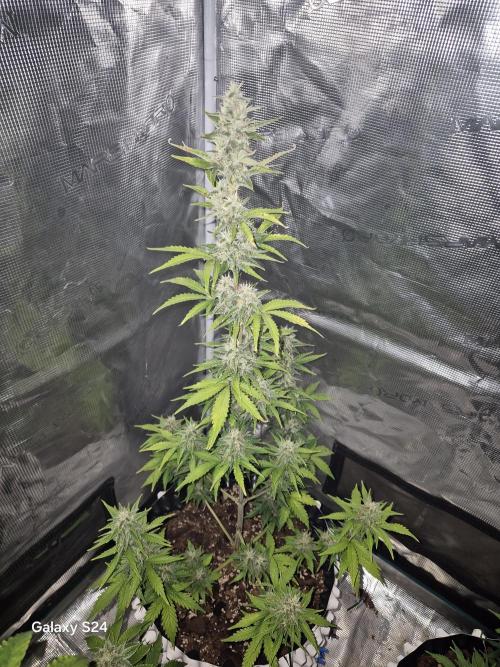 Fast4buds - Mephisto. Week 8 - Sour Jelousy - fast4buds