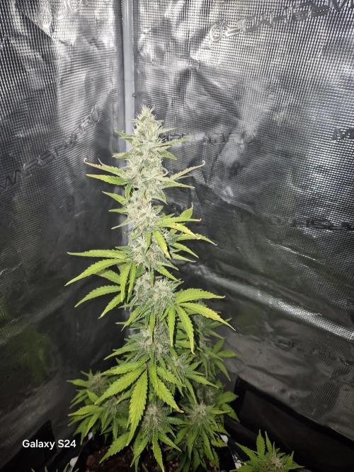 Fast4buds - Mephisto. Week 8 - Sour Jelousy - fast4buds