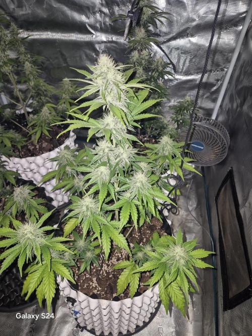 Fast4buds - Mephisto. Week 8 - Bear knuckle - Mephisto