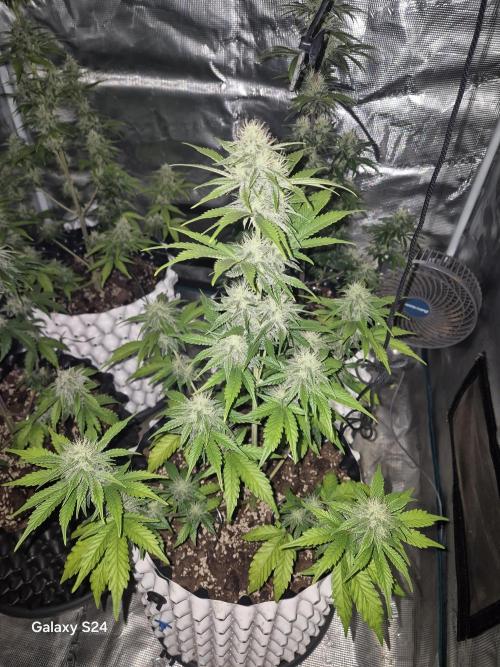 Fast4buds - Mephisto. Week 8 - Bear knuckle - mephisto