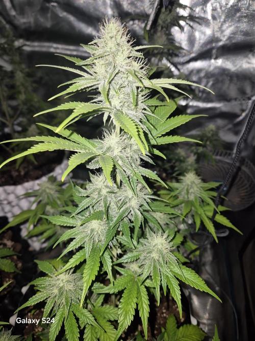 Fast4buds - Mephisto. Week 8 - Bear knuckle - mephisto 