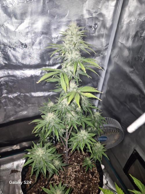 Fast4buds - Mephisto. Week 8 - Sour Jelousy - fast4buds