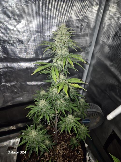 Fast4buds - Mephisto. Week 8 - Sour Jelousy - fast4buds