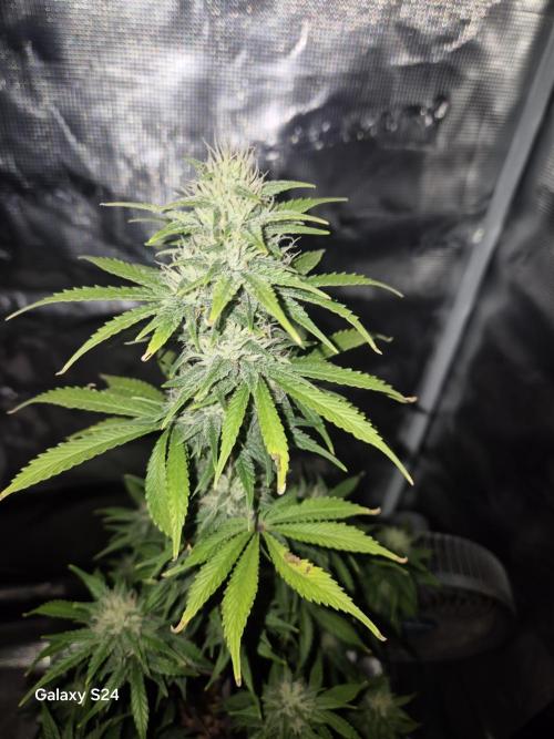 Fast4buds - Mephisto. Week 8 - Sour Jelousy - fast4buds