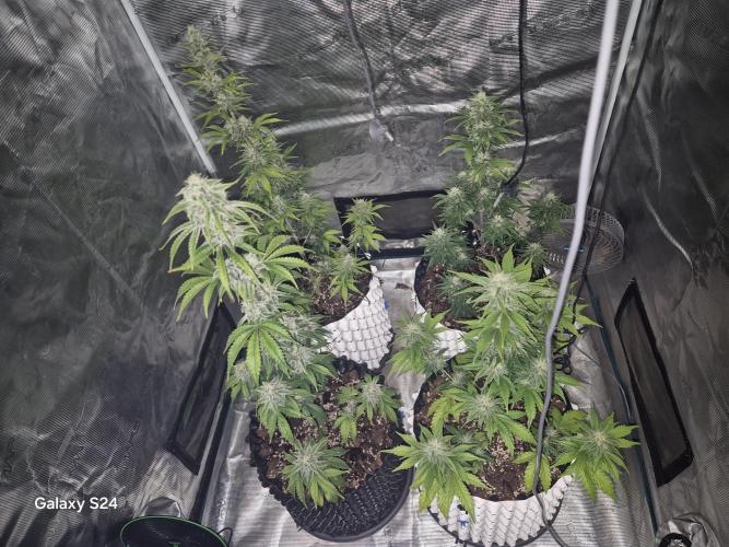 Fast4buds - Mephisto. Week 8