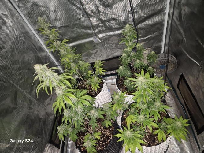 Fast4buds - Mephisto. Week 8
