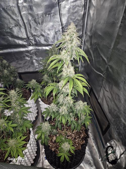 Fast4buds - Mephisto. Week 9 - Mango smile