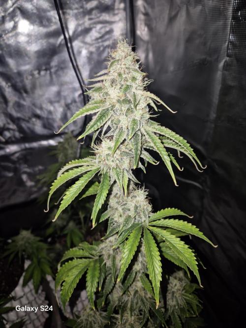 Fast4buds - Mephisto. Week 9 - Mango smile