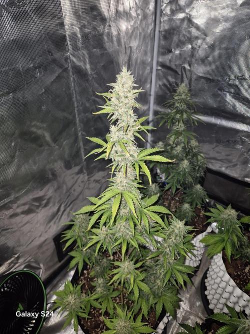 Fast4buds - Mephisto. Week 9 - Sour jelousy
