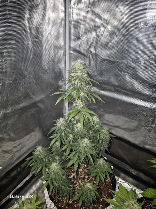 Fast4buds - Mephisto. Week 9 - Sour jelosy 